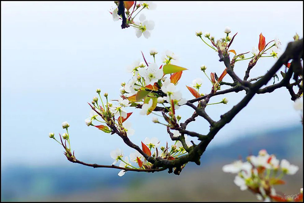 【春天,广西桂林灌阳县向您发出邀请!】我们在灌阳看梨花 - 游山玩水 - 和田生活社区 - 和田28生活网 ht.28life.com