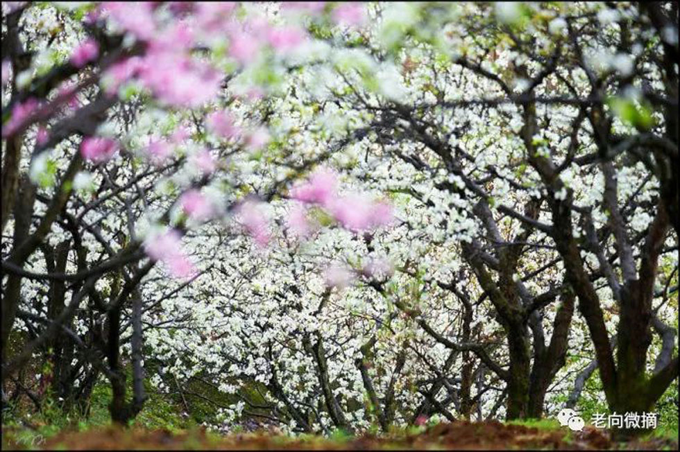 【春天,广西桂林灌阳县向您发出邀请!】我们在灌阳看梨花 - 游山玩水 - 和田生活社区 - 和田28生活网 ht.28life.com