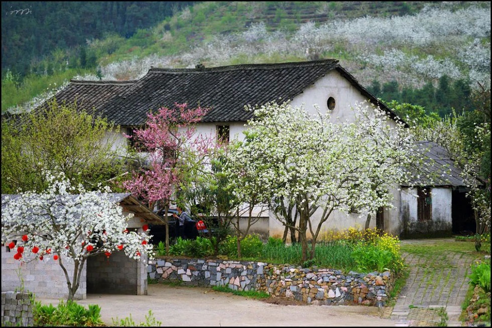 【春天,广西桂林灌阳县向您发出邀请!】我们在灌阳看梨花 - 游山玩水 - 和田生活社区 - 和田28生活网 ht.28life.com