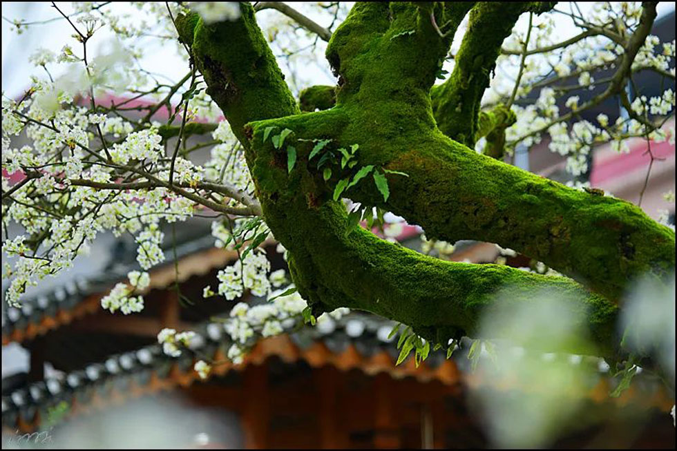 【春天,广西桂林灌阳县向您发出邀请!】我们在灌阳看梨花 - 游山玩水 - 和田生活社区 - 和田28生活网 ht.28life.com