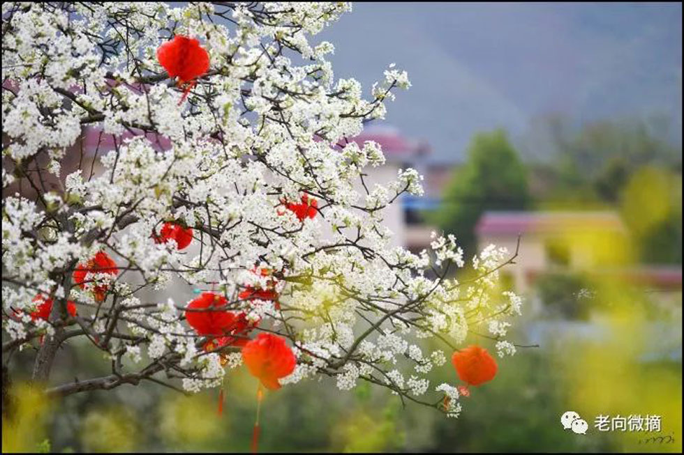 【春天,广西桂林灌阳县向您发出邀请!】我们在灌阳看梨花 - 游山玩水 - 和田生活社区 - 和田28生活网 ht.28life.com