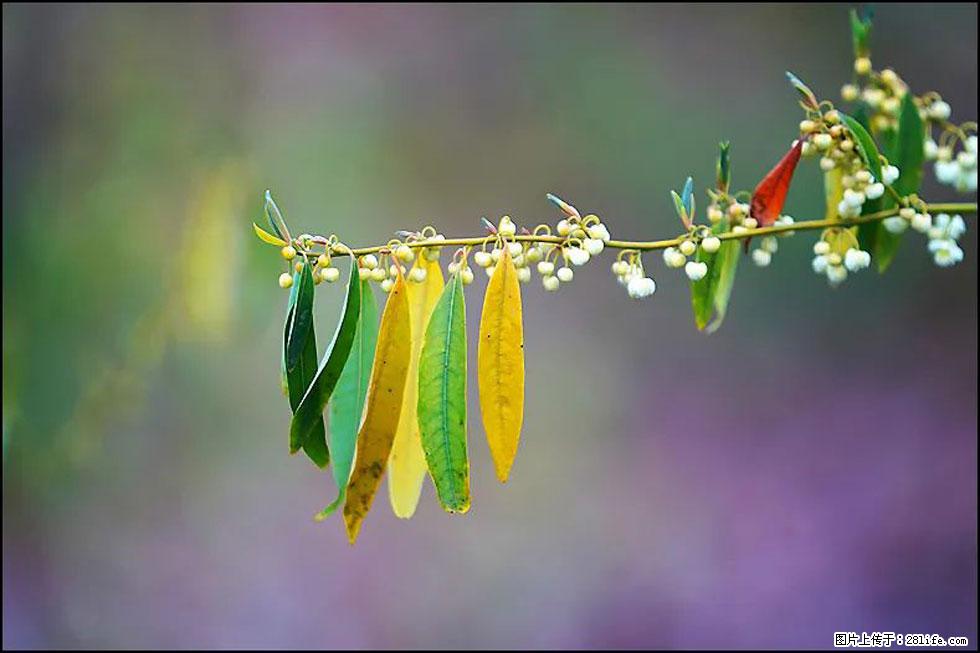 【春天，广西桂林灌阳县向您发出邀请！】米珠山前有片山苍子花在飘香 - 游山玩水 - 和田生活社区 - 和田28生活网 ht.28life.com