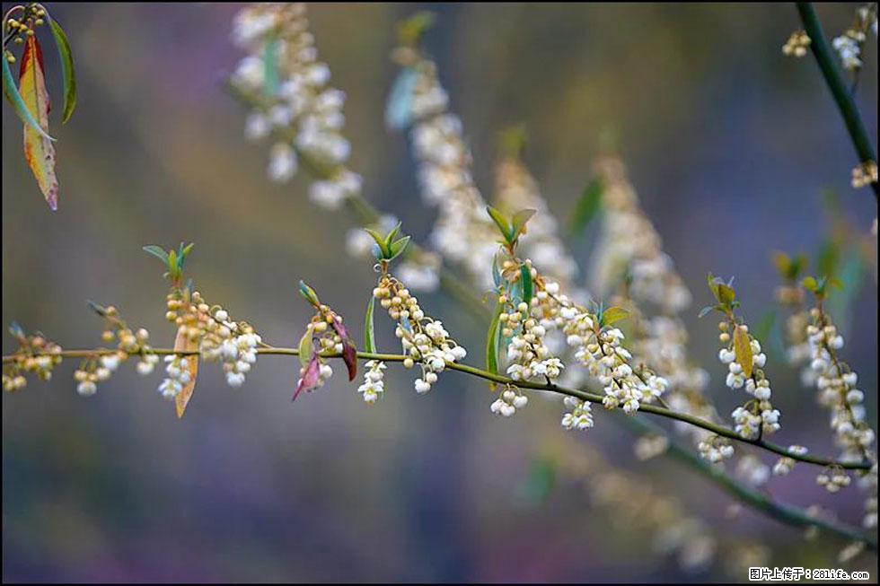 【春天，广西桂林灌阳县向您发出邀请！】米珠山前有片山苍子花在飘香 - 游山玩水 - 和田生活社区 - 和田28生活网 ht.28life.com