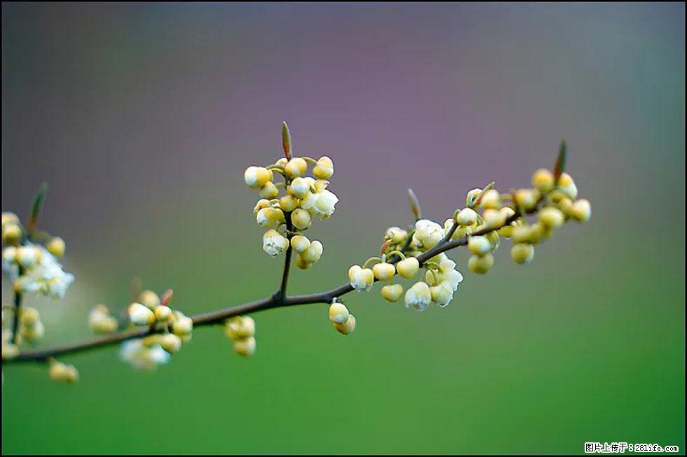 【春天，广西桂林灌阳县向您发出邀请！】米珠山前有片山苍子花在飘香 - 游山玩水 - 和田生活社区 - 和田28生活网 ht.28life.com