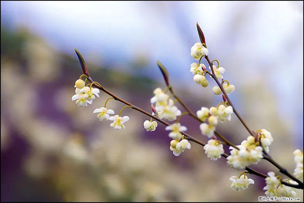 【春天，广西桂林灌阳县向您发出邀请！】米珠山前有片山苍子花在飘香 - 游山玩水 - 和田生活社区 - 和田28生活网 ht.28life.com