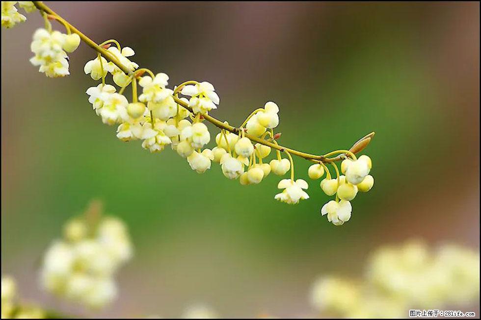 【春天，广西桂林灌阳县向您发出邀请！】米珠山前有片山苍子花在飘香 - 游山玩水 - 和田生活社区 - 和田28生活网 ht.28life.com
