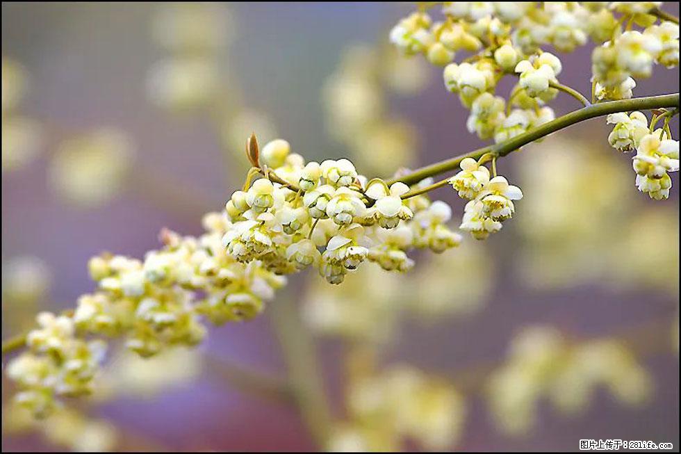 【春天，广西桂林灌阳县向您发出邀请！】米珠山前有片山苍子花在飘香 - 游山玩水 - 和田生活社区 - 和田28生活网 ht.28life.com