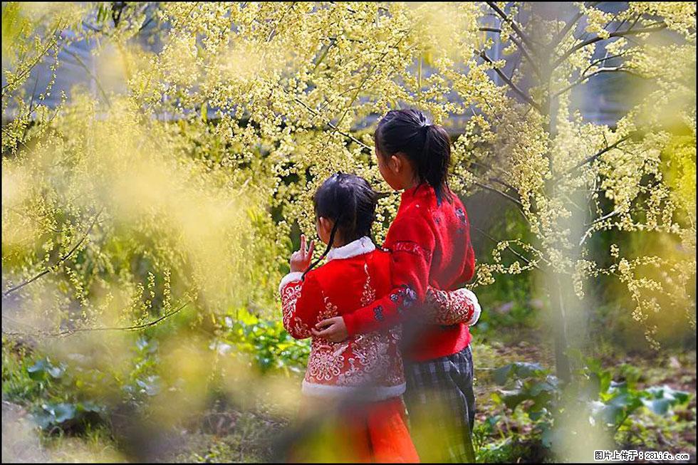 【春天，广西桂林灌阳县向您发出邀请！】米珠山前有片山苍子花在飘香 - 游山玩水 - 和田生活社区 - 和田28生活网 ht.28life.com