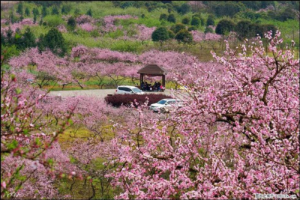 【春天，广西桂林灌阳县向您发出邀请！】官庄村有个醉美的桃花园 - 游山玩水 - 和田生活社区 - 和田28生活网 ht.28life.com
