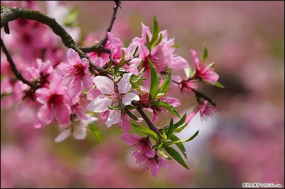 【春天，广西桂林灌阳县向您发出邀请！】官庄村有个醉美的桃花园 - 游山玩水 - 和田生活社区 - 和田28生活网 ht.28life.com