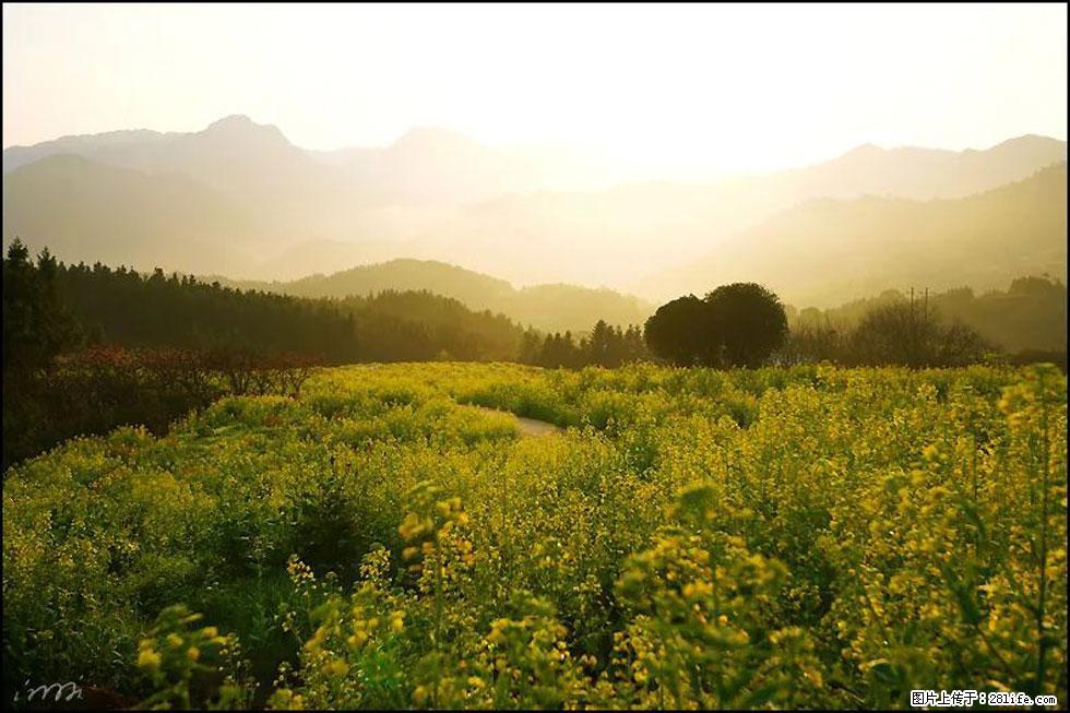 【春天,广西桂林灌阳县向您发出邀请!】长坪村油菜盛情花开 - 游山玩水 - 和田生活社区 - 和田28生活网 ht.28life.com