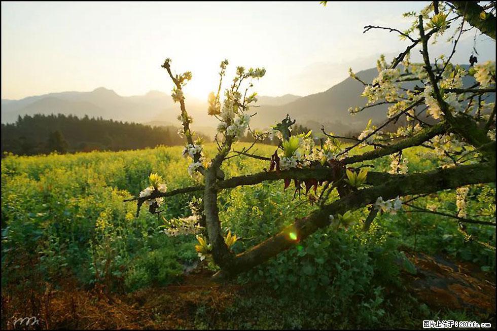 【春天,广西桂林灌阳县向您发出邀请!】长坪村油菜盛情花开 - 游山玩水 - 和田生活社区 - 和田28生活网 ht.28life.com