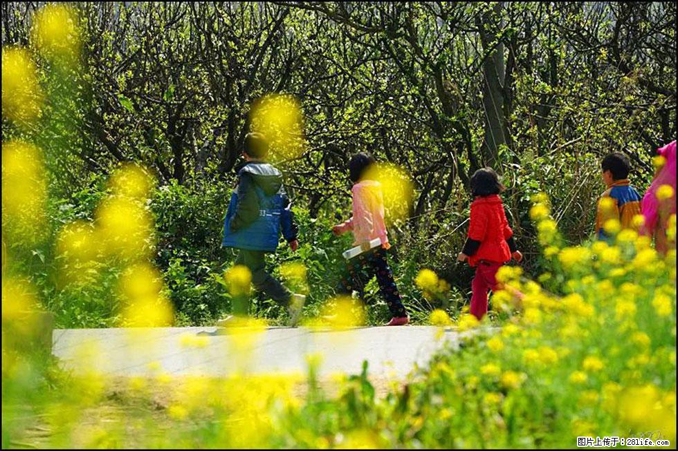【春天,广西桂林灌阳县向您发出邀请!】长坪村油菜盛情花开 - 游山玩水 - 和田生活社区 - 和田28生活网 ht.28life.com