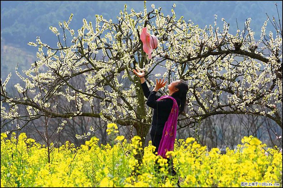 【春天,广西桂林灌阳县向您发出邀请!】长坪村油菜盛情花开 - 游山玩水 - 和田生活社区 - 和田28生活网 ht.28life.com