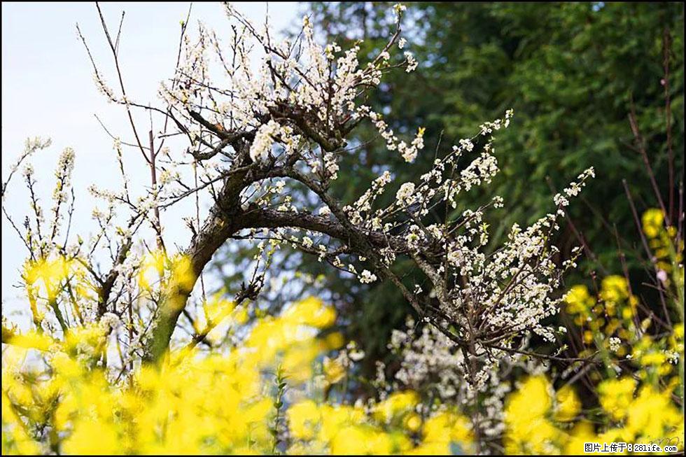【春天,广西桂林灌阳县向您发出邀请!】长坪村油菜盛情花开 - 游山玩水 - 和田生活社区 - 和田28生活网 ht.28life.com