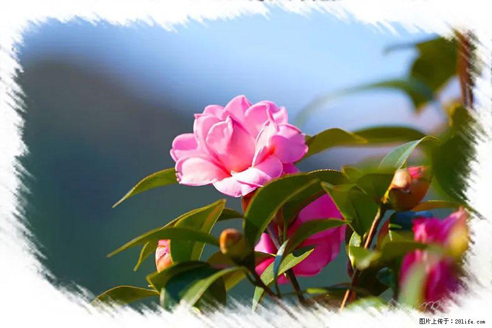 【春天,广西桂林灌阳县向您发出邀请!】杨柳井茶花惹人爱 - 游山玩水 - 和田生活社区 - 和田28生活网 ht.28life.com