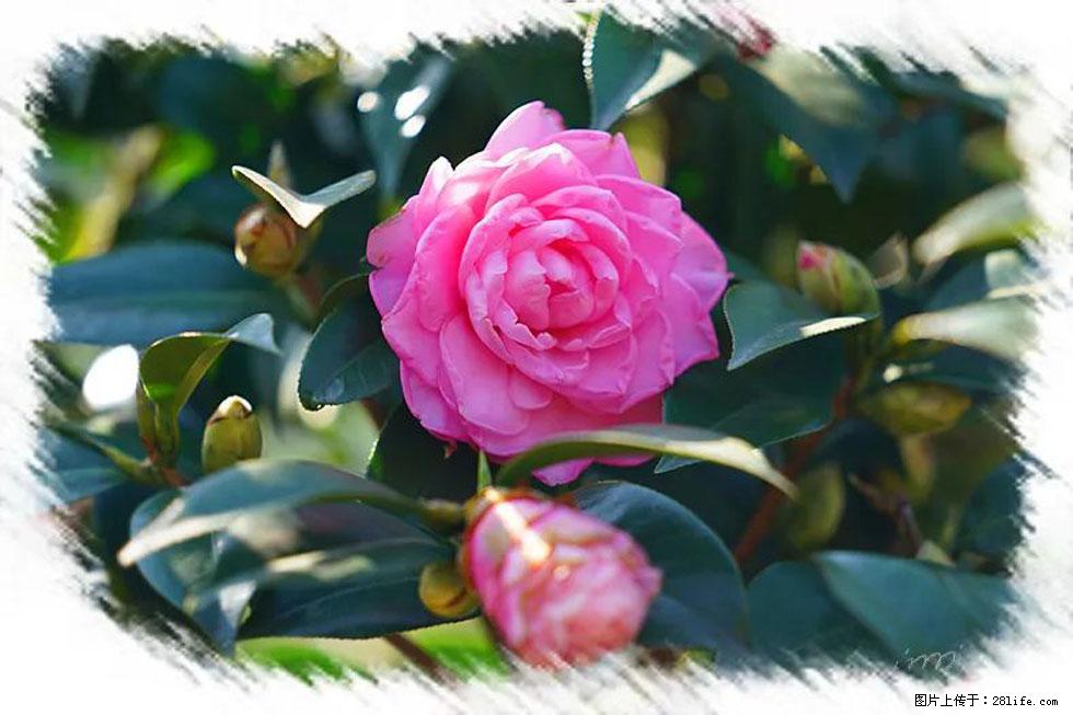 【春天,广西桂林灌阳县向您发出邀请!】杨柳井茶花惹人爱 - 游山玩水 - 和田生活社区 - 和田28生活网 ht.28life.com