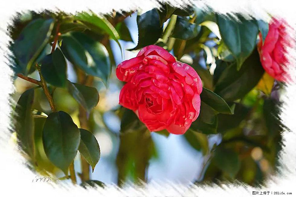 【春天,广西桂林灌阳县向您发出邀请!】杨柳井茶花惹人爱 - 游山玩水 - 和田生活社区 - 和田28生活网 ht.28life.com