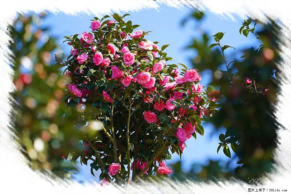 【春天,广西桂林灌阳县向您发出邀请!】杨柳井茶花惹人爱 - 游山玩水 - 和田生活社区 - 和田28生活网 ht.28life.com