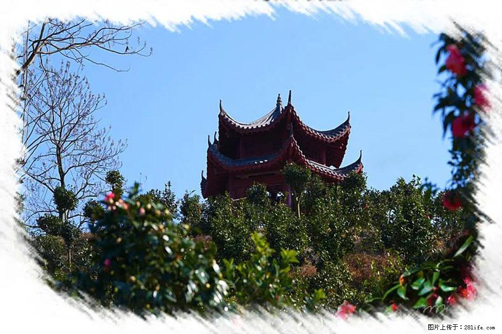 【春天,广西桂林灌阳县向您发出邀请!】杨柳井茶花惹人爱 - 游山玩水 - 和田生活社区 - 和田28生活网 ht.28life.com