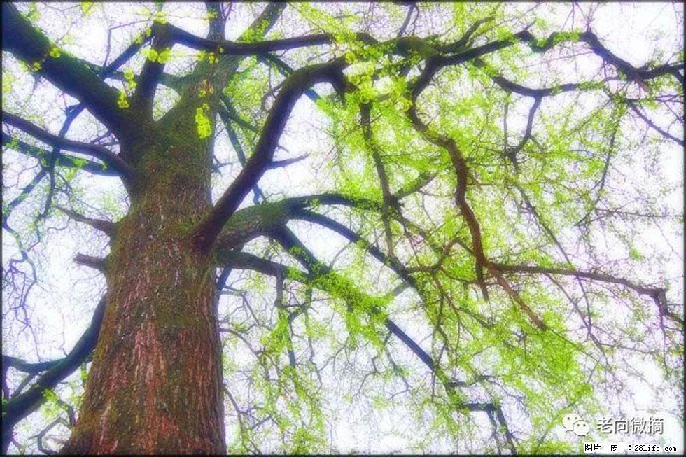 【春天,广西桂林灌阳县向您发出邀请!】在小龙村与春天约会 - 游山玩水 - 和田生活社区 - 和田28生活网 ht.28life.com