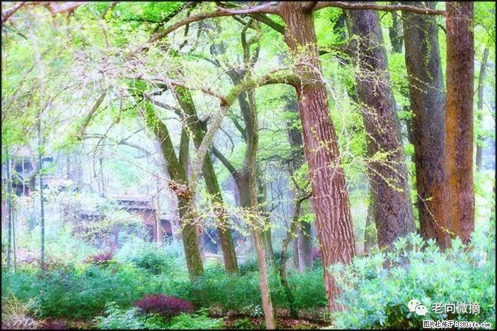 【春天,广西桂林灌阳县向您发出邀请!】在小龙村与春天约会 - 游山玩水 - 和田生活社区 - 和田28生活网 ht.28life.com