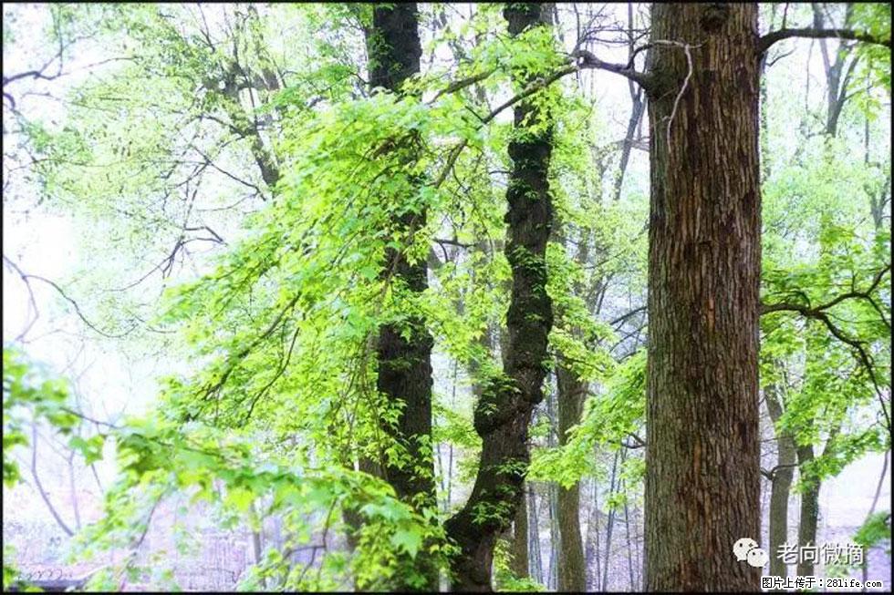 【春天,广西桂林灌阳县向您发出邀请!】在小龙村与春天约会 - 游山玩水 - 和田生活社区 - 和田28生活网 ht.28life.com