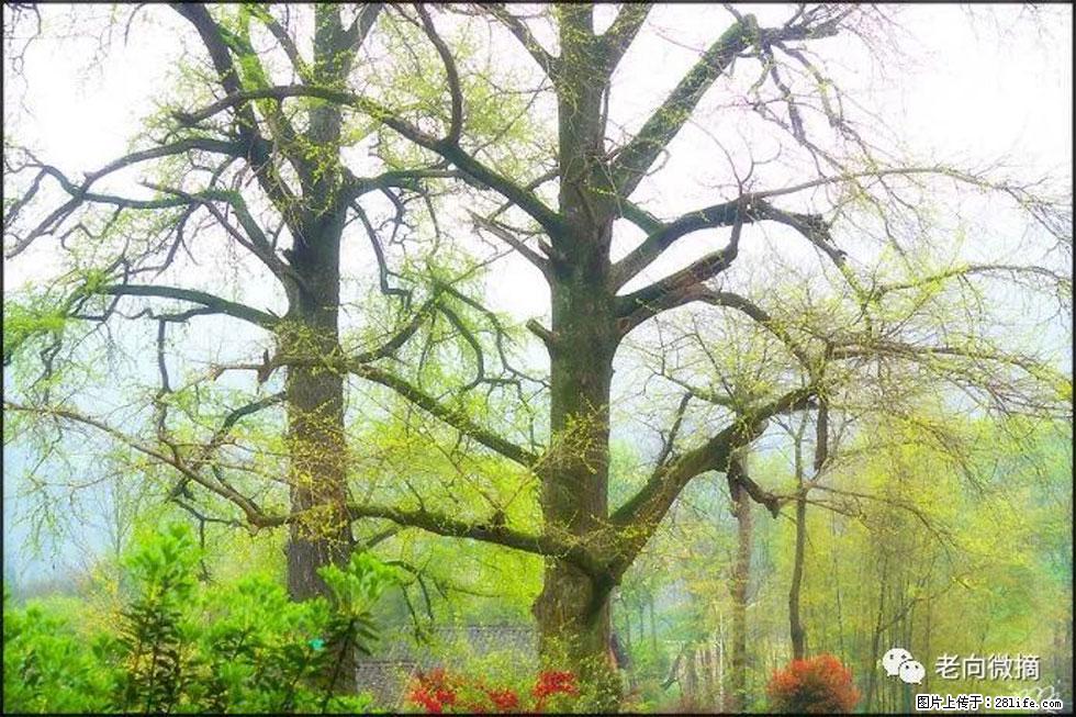 【春天,广西桂林灌阳县向您发出邀请!】在小龙村与春天约会 - 游山玩水 - 和田生活社区 - 和田28生活网 ht.28life.com