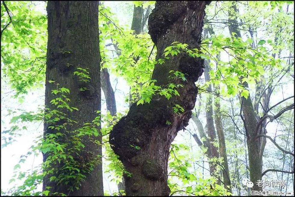 【春天,广西桂林灌阳县向您发出邀请!】在小龙村与春天约会 - 游山玩水 - 和田生活社区 - 和田28生活网 ht.28life.com