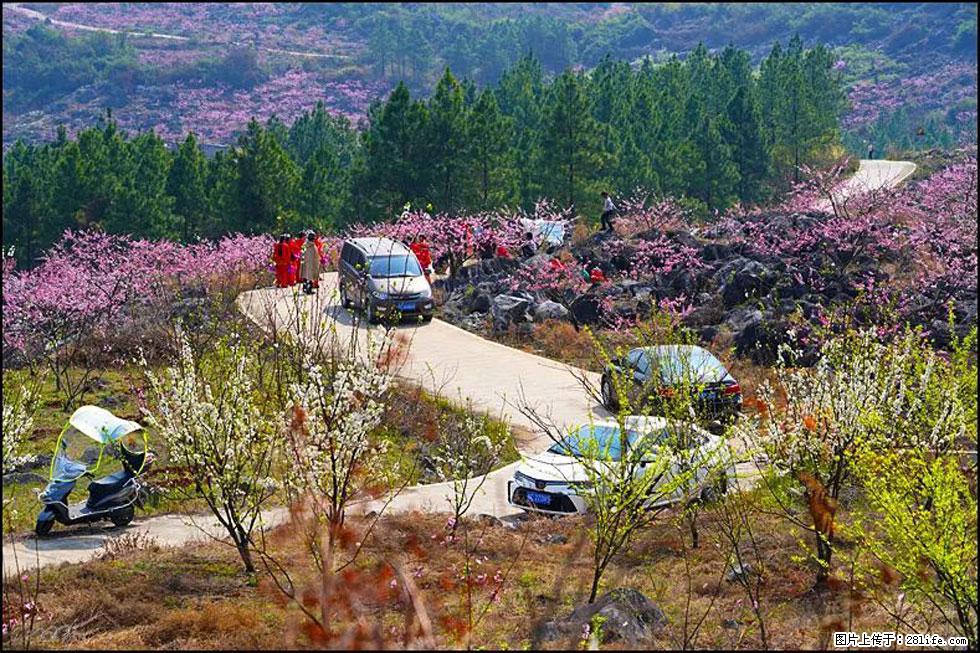 【春天,广西桂林灌阳县向您发出邀请!】望月岭上桃花开 - 游山玩水 - 和田生活社区 - 和田28生活网 ht.28life.com