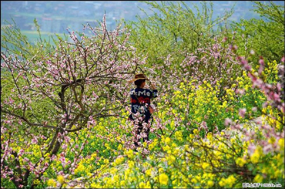 【春天,广西桂林灌阳县向您发出邀请!】望月岭上桃花开 - 游山玩水 - 和田生活社区 - 和田28生活网 ht.28life.com