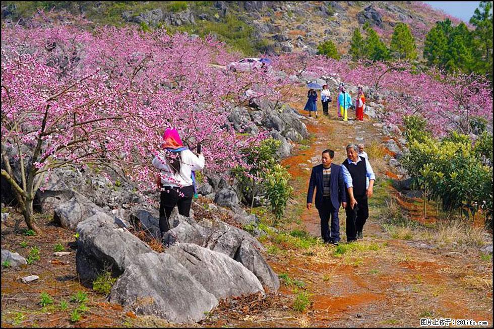 【春天,广西桂林灌阳县向您发出邀请!】望月岭上桃花开 - 游山玩水 - 和田生活社区 - 和田28生活网 ht.28life.com