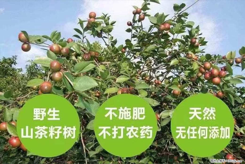 【灌阳县油茶产业示范区】一个有着充实的精神生活的人,对待身外之物自会有一种淡泊的态度 - 美食天地 - 和田生活社区 - 和田28生活网 ht.28life.com