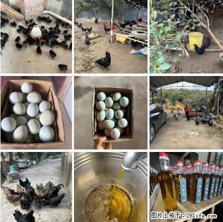 油茶园从小鸡仔开始养起的纯土鸡、土鸡蛋可以预定啦！还有前几天刚榨的纯山茶油哦 - 土特产 - 饮食特产 - 和田分类信息 - 和田28生活网 ht.28life.com