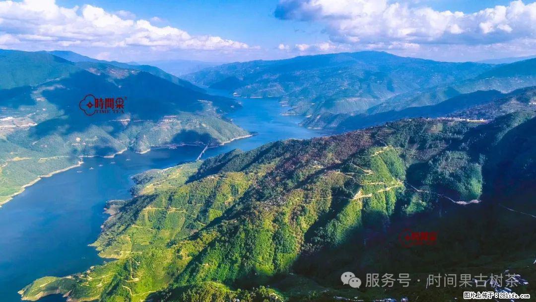 时间果百年古树龙珠普洱生茶 - 购物交流 - 和田生活社区 - 和田28生活网 ht.28life.com