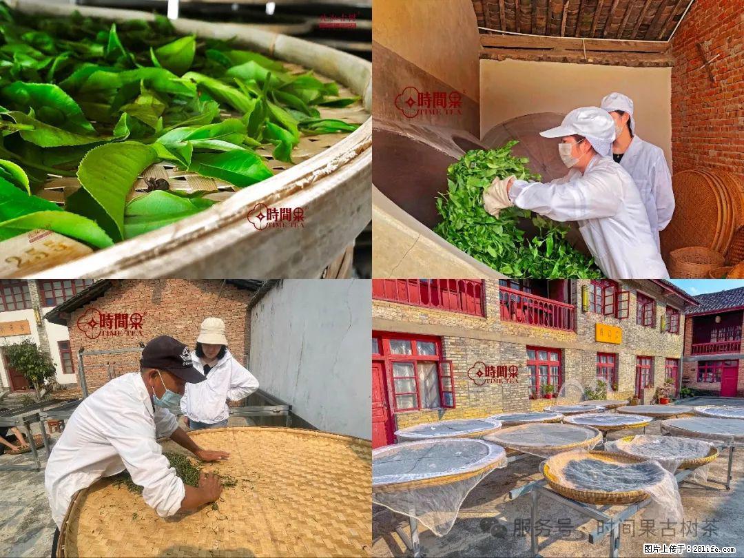 时间果百年古树龙珠普洱生茶 - 购物交流 - 和田生活社区 - 和田28生活网 ht.28life.com