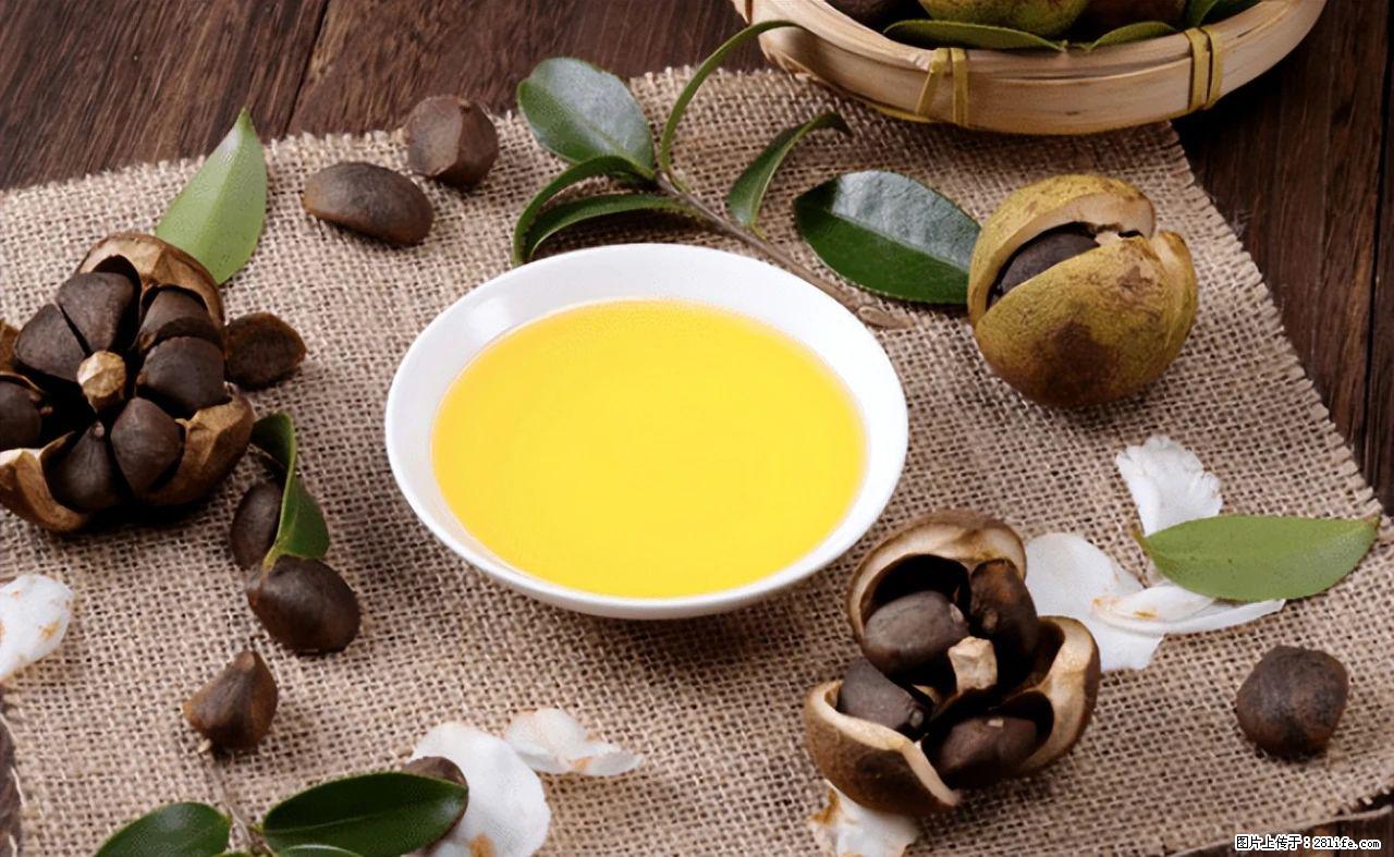 揭秘茶油的5大核心营养成分！被称为人体健康的“守护盾”！ - 和田生活资讯 - 和田28生活网 ht.28life.com