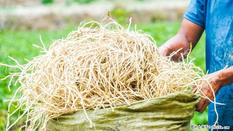 堪称“最难吃”的蔬菜,却是 “抗辐射神器”,还能护肺、清热、止咳化痰! - 和田生活资讯 - 和田28生活网 ht.28life.com