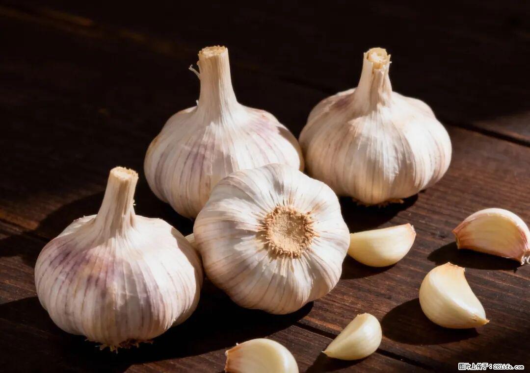 关于大蒜，除了“天然抗生素”，这4个谣言更该警惕! - 和田生活资讯 - 和田28生活网 ht.28life.com