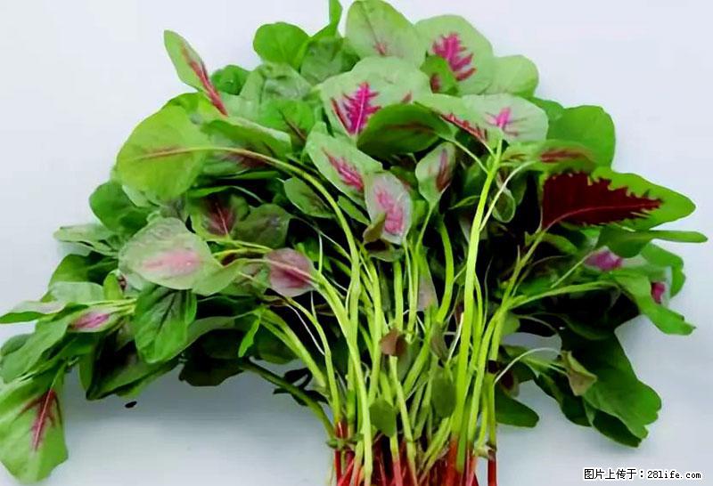 这些蔬菜是“天然钙片”，这6种被医生重点推荐 - 和田生活资讯 - 和田28生活网 ht.28life.com