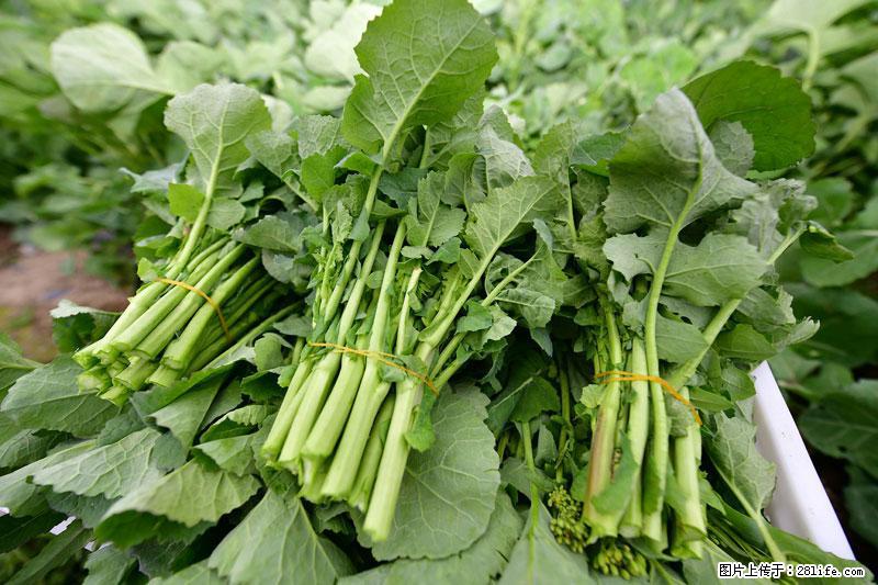 这些蔬菜是“天然钙片”，这6种被医生重点推荐 - 和田生活资讯 - 和田28生活网 ht.28life.com